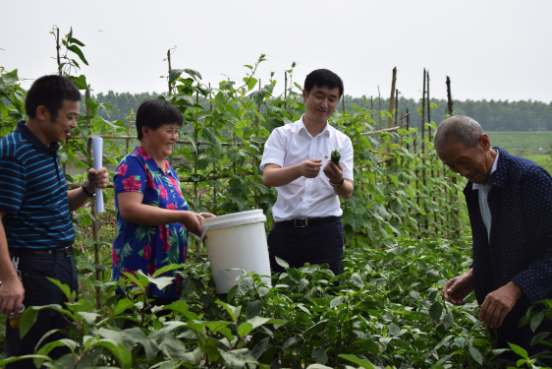 圖為公司董事長(zhǎng)沈小平(右二)正在查看農(nóng)戶太空椒種植情況2.png